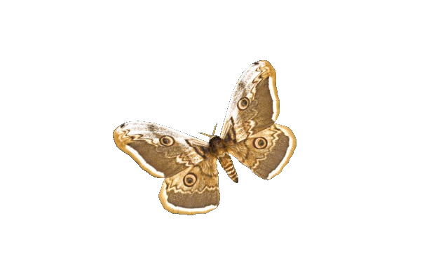 moth